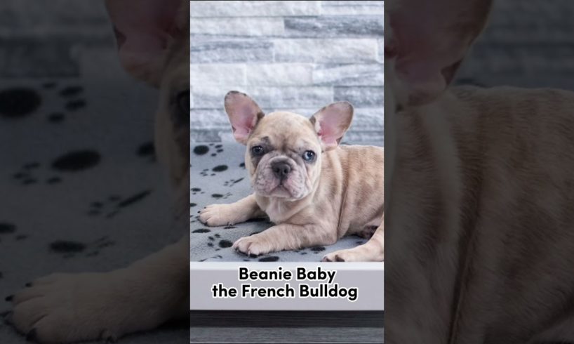 Cutest Puppies in Petland Parma