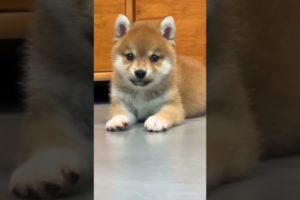 Cutest Puppy || Cute Pet #funnypets #shortsvideo