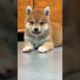 Cutest Puppy || Cute Pet #funnypets #shortsvideo