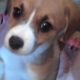 Cutest Puppy Ever!!!! Beagle Corgi Mix