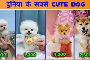 Cutest dogs in the world | दुनिया के सबसे प्यारे कुत्ते | Funny and cute dog video | Pomeranian Dog