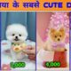 Cutest dogs in the world | दुनिया के सबसे प्यारे कुत्ते | Funny and cute dog video | Pomeranian Dog