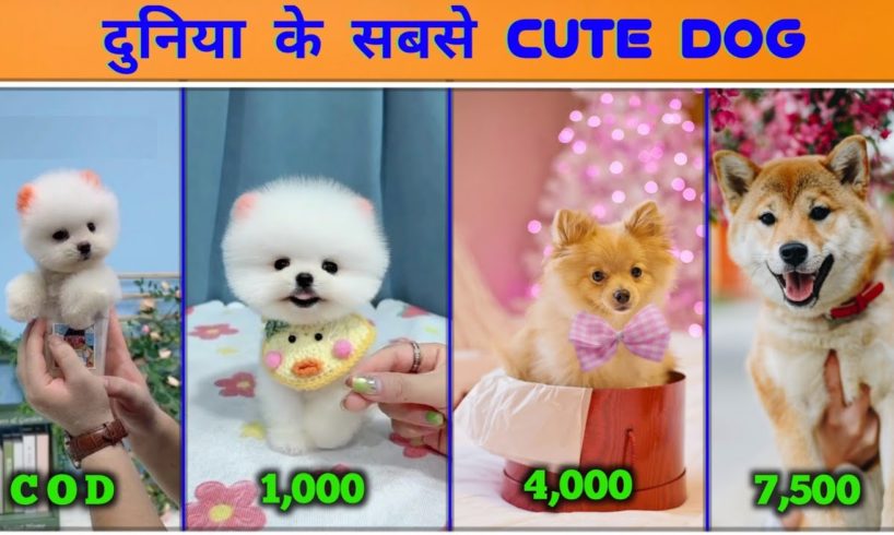 Cutest dogs in the world | दुनिया के सबसे प्यारे कुत्ते | Funny and cute dog video | Pomeranian Dog