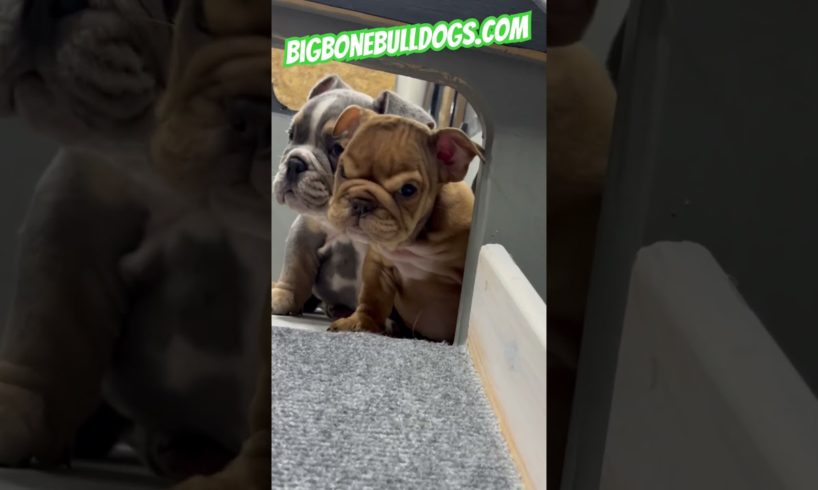 Cutest grumpy faces you'll ever see guaranteed! #shortsdog #dogs #bulldogpuppies