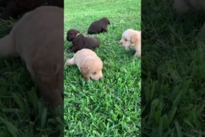 Cutest labradoodle puppies in the world