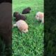 Cutest labradoodle puppies in the world