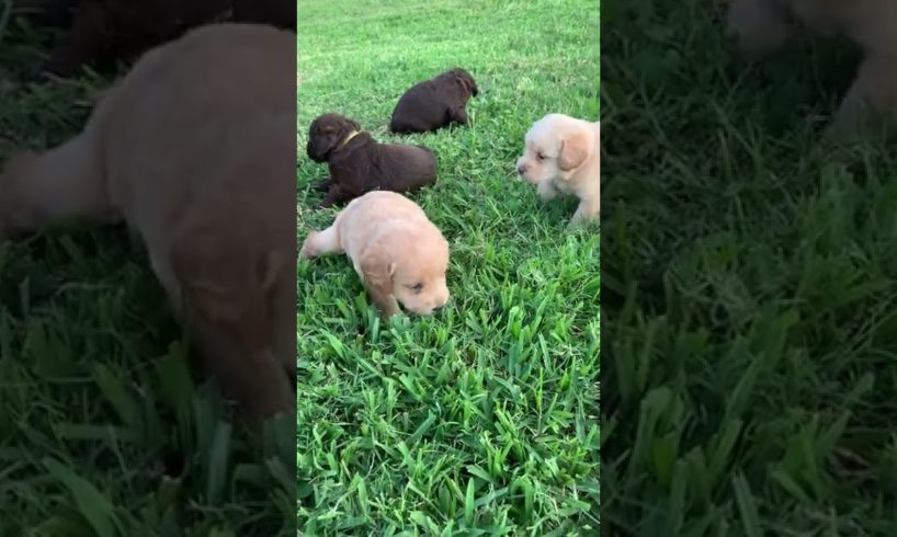 Cutest labradoodle puppies in the world