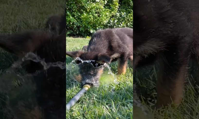 Cutest puppies play with hose water #germanshepherd #puppyvideos