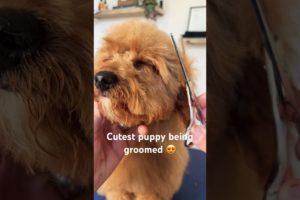 Cutest puppy 🐶 being groomed 😍❤️ #dog #puppy #cavapoo #cute