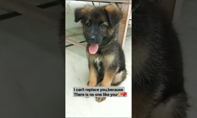 Cutest puppy🐶🐕#cutepuppy#Youtube#shorts#Animallover🥰♥️💞❤