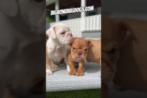 Cutest squad of bulldogs you've ever seen! Mini Bulldog puppies! #shortsdog #dogs