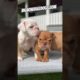 Cutest squad of bulldogs you've ever seen! Mini Bulldog puppies! #shortsdog #dogs