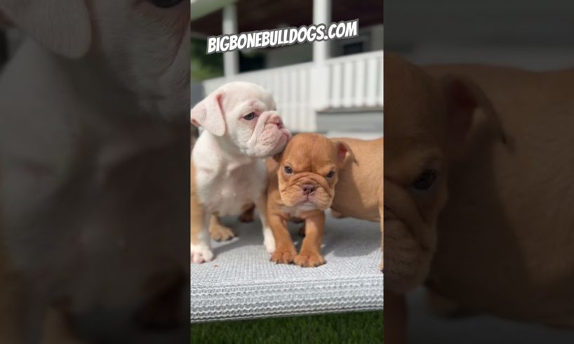 Cutest squad of bulldogs you've ever seen! Mini Bulldog puppies! #shortsdog #dogs