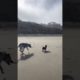 Dog playing || #doglover #trending #animals #viral #video