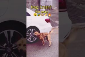 Dog:crash?Noway⚡🙊😰 #viral #shorts