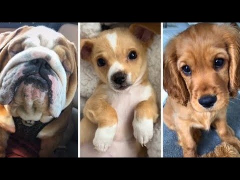 Dogs Doing Funny Things Tik Tok ~ Cutest Puppies TIKTOK Compilation ~ Fluppy