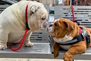 ENGLISH BULLDOG PUPPY UPDATE | POTTY TRAINING TIPS AND TRICKS