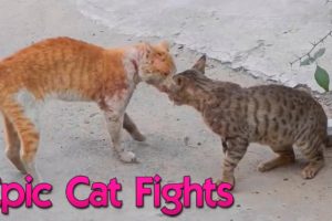 EPIC CAT FIGHTS | REAL SOUND | BEST OF 2021 PART 1