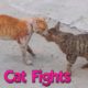 EPIC CAT FIGHTS | REAL SOUND | BEST OF 2021 PART 1