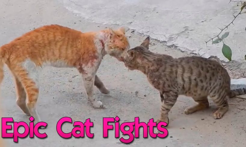 EPIC CAT FIGHTS | REAL SOUND | BEST OF 2021 PART 1