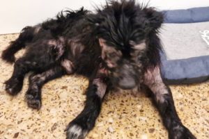 Elderly dog, blind and deaf was struggling to survive as a stray .