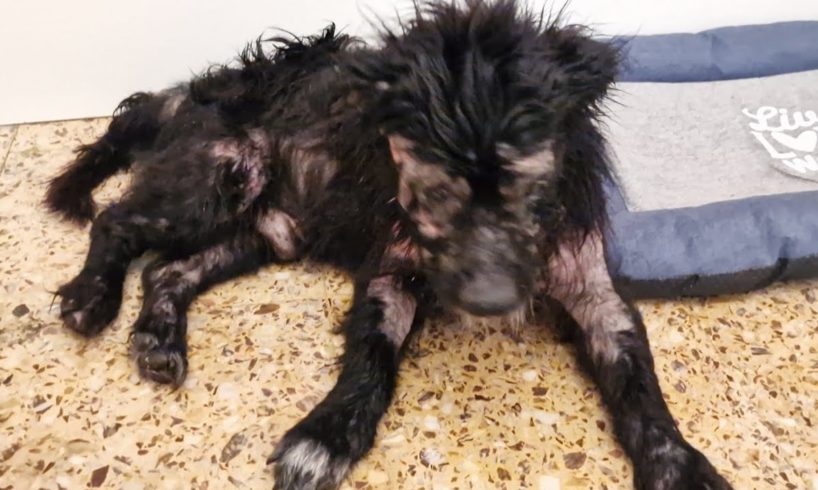 Elderly dog, blind and deaf was struggling to survive as a stray .