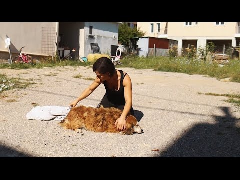 Elderly dog lived her whole life as a stray ....