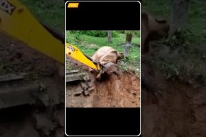 Elephant Rescue ❤️ #shorts #shortsvideo #viralvideo