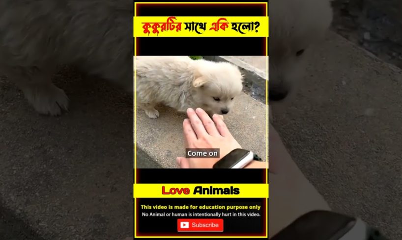Emotional Story of pet 🐕 Dog Rescue Video @tbmshortstory #shorts #animals #dog #shortvideo #short