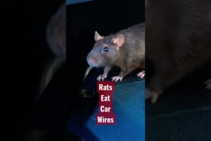 Engine Rat 🐀 😖 #shorts #animals