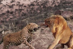 Extreme fight Big Leopard vs Lion, Wild Animals Attack