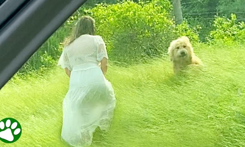Family rescues abandoned dog on highway