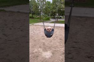 First time playing on a swing #shorts #animals #funny #cute #dog #short #funnyvideo #minipoodle