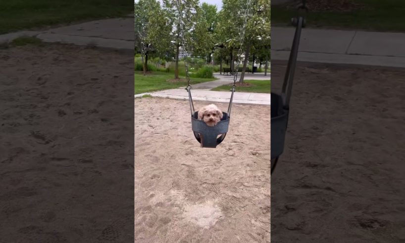First time playing on a swing #shorts #animals #funny #cute #dog #short #funnyvideo #minipoodle