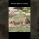 Friercest Battle Of Lioness #shorts  #wildlifeanimal