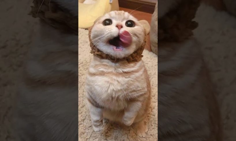Funny Cat viral playing with airpods #cats #cute #funnycats #viral #respect #animals