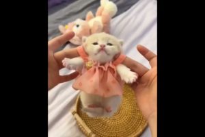 Funny Kittens Playing: Cute Animals - Part 3