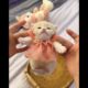 Funny Kittens Playing: Cute Animals - Part 3