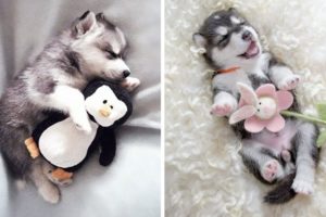 Funny and Cute Husky Puppies Compilation #6 - Cutest Husky