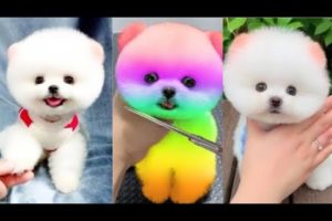 Funny and cute Pomeranian-🐶☺cutest puppies