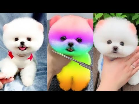 Funny and cute Pomeranian-🐶☺cutest puppies