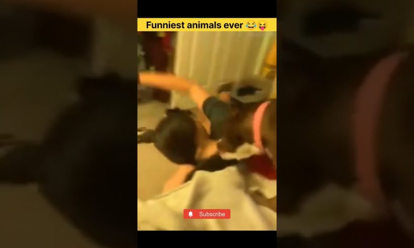 Funny animals 2023😆-Funniest Cats and Dogs Video🐕🐈398 #shorts #short #funnycats #funnyanimals #viral