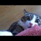 Funny animals - Funny cats / dogs - Funny animal videos 238
