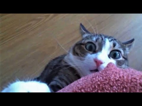 Funny animals - Funny cats / dogs - Funny animal videos 238