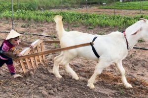 Funny monkey cutis And goat Videos 2023!  Best Animal Videos Harvest