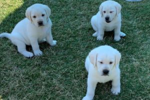 GREAT ESCAPE! Adorable Lab Puppies Play Outside