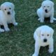 GREAT ESCAPE! Adorable Lab Puppies Play Outside