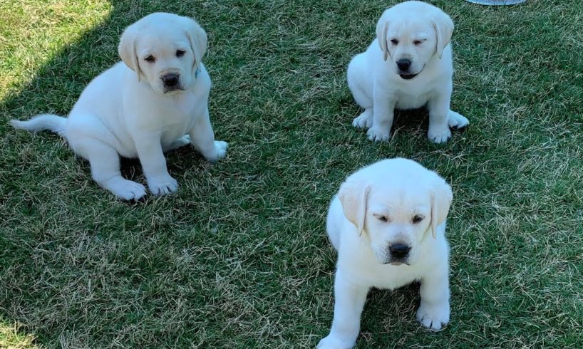 GREAT ESCAPE! Adorable Lab Puppies Play Outside