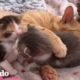 Gato callejero sigue a mujer a casa y cría a sus gatitos rescatados | Almas Gemelas | El Dodo
