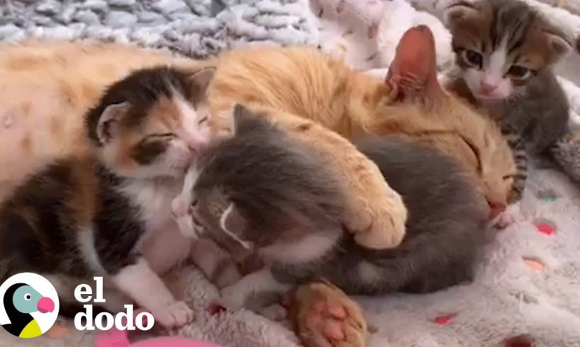 Gato callejero sigue a mujer a casa y cría a sus gatitos rescatados | Almas Gemelas | El Dodo